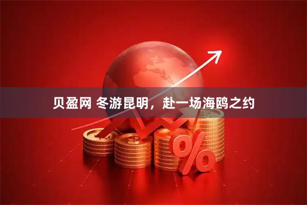 贝盈网 冬游昆明，赴一场海鸥之约